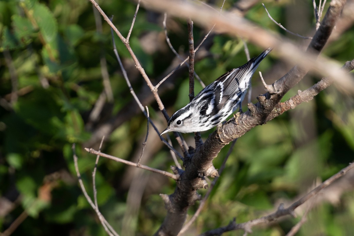 Black-and-white Warbler - ML372780831