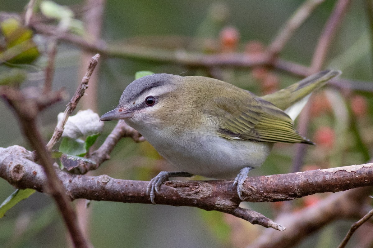 Red-eyed Vireo - Nick Tepper