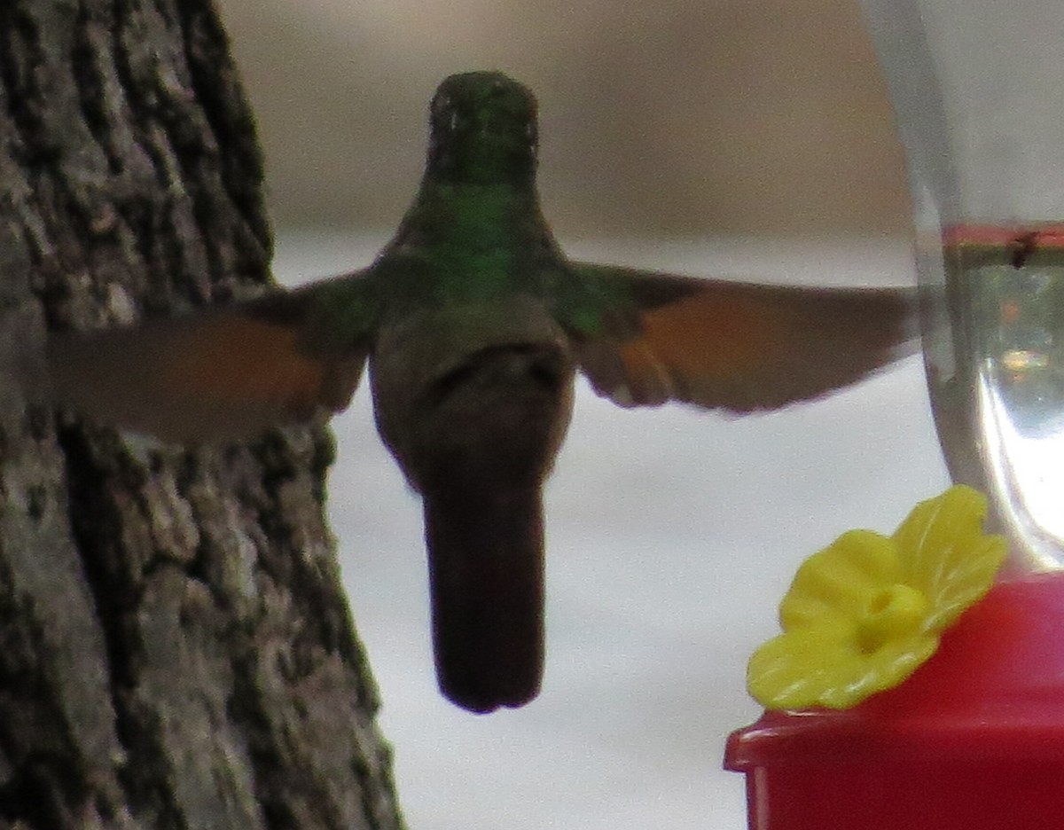 Berylline Hummingbird - ML372785661