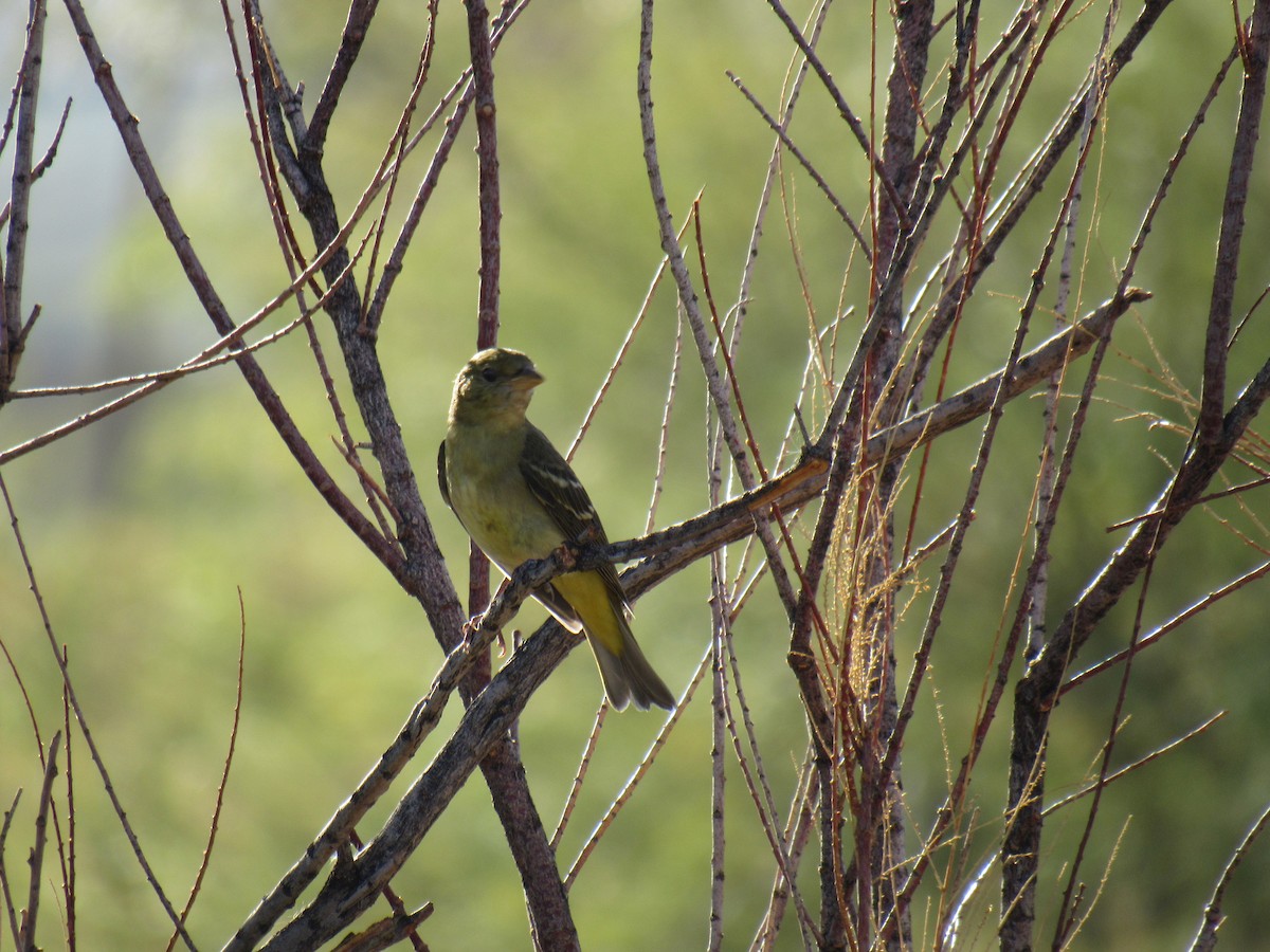 Western Tanager - ML372787721