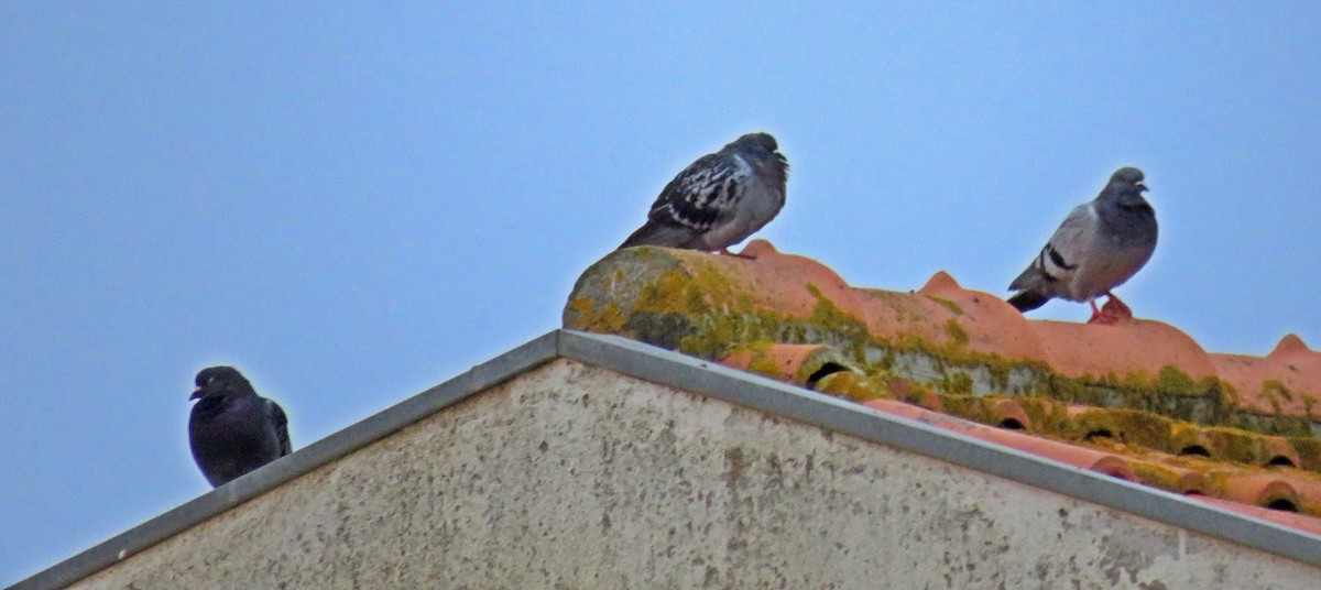 Rock Pigeon (Feral Pigeon) - ML372788671