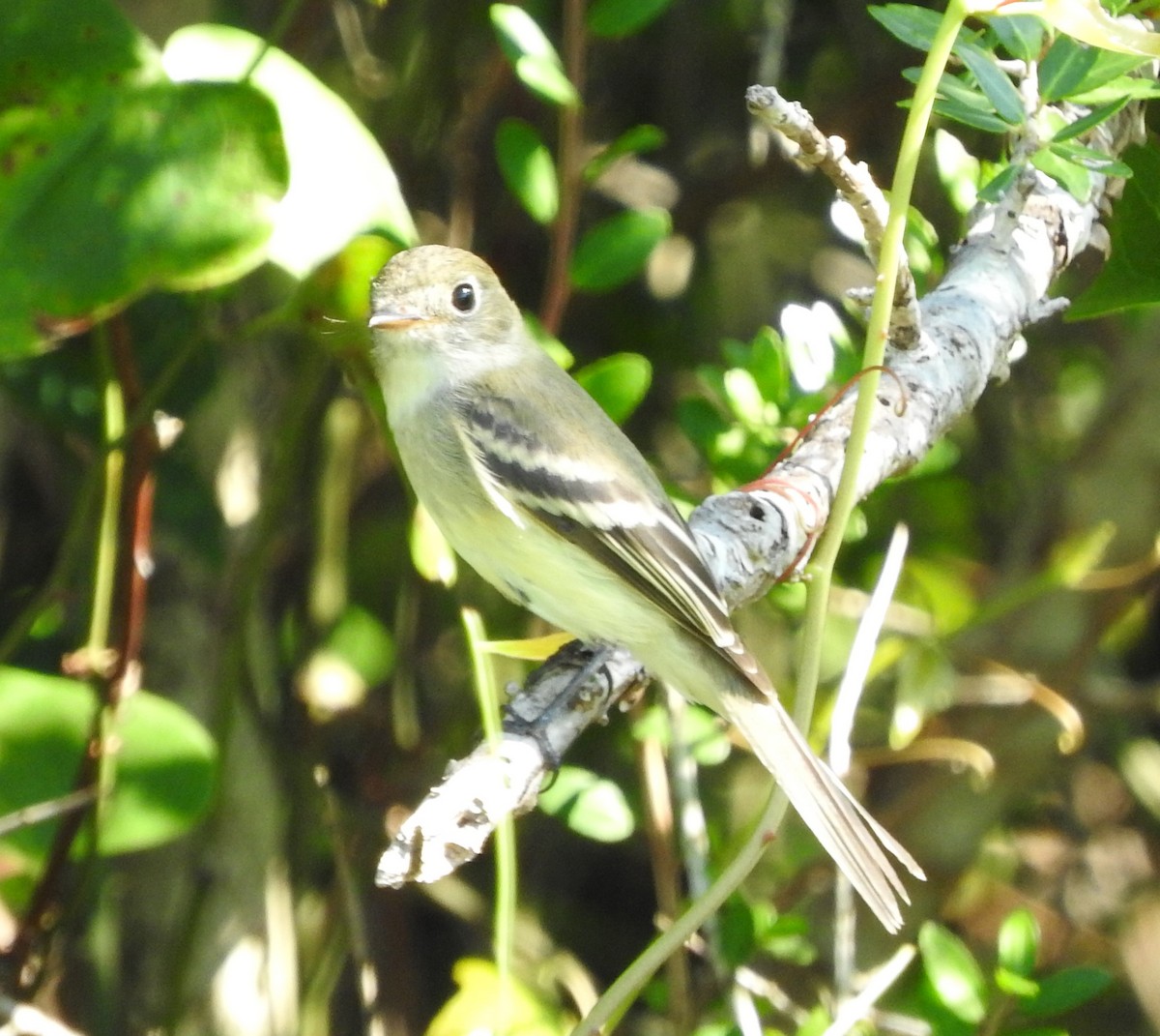 Least Flycatcher - ML372796621