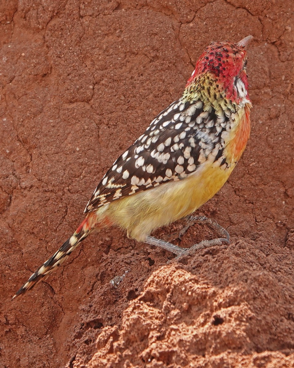 Red-and-yellow Barbet - Diane Drobka