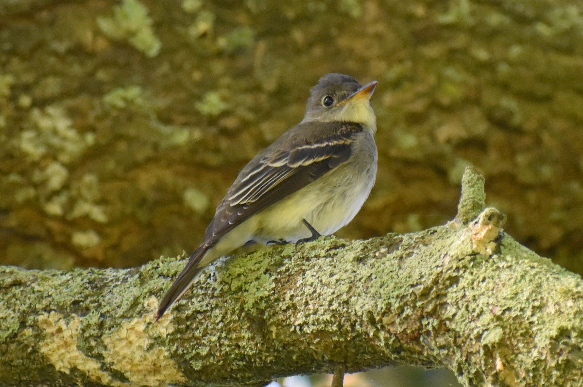 Eastern Wood-Pewee - Claire H