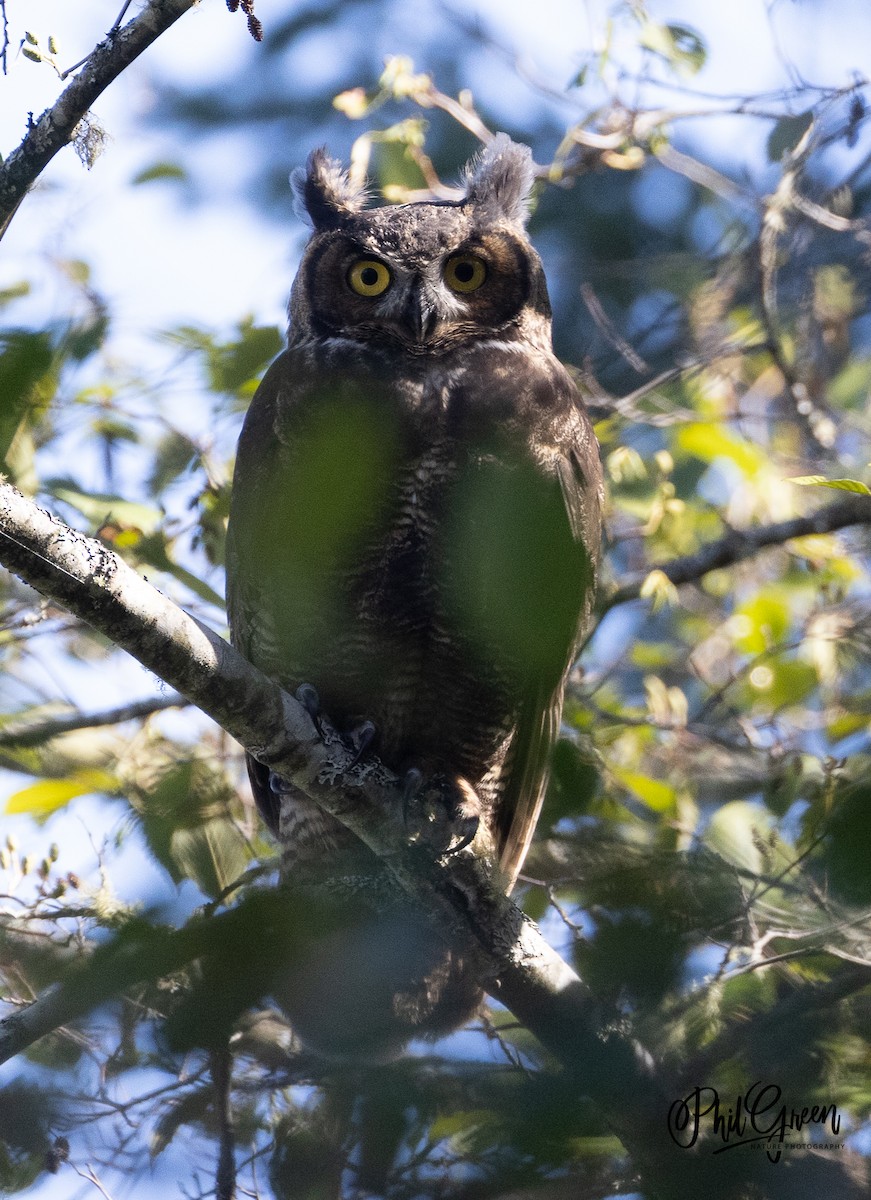 Great Horned Owl - ML372799021