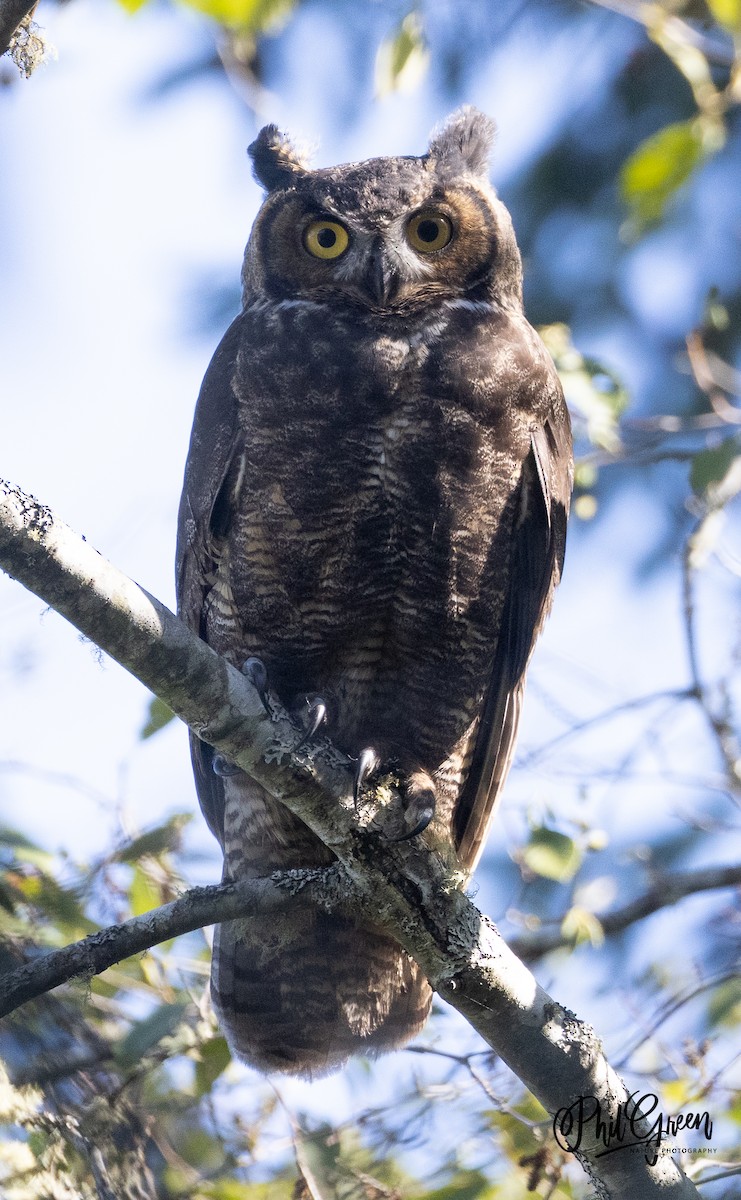 Great Horned Owl - ML372799041