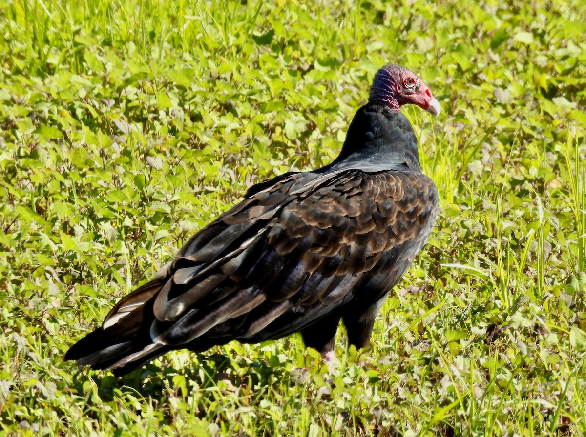 Turkey Vulture - Van Remsen