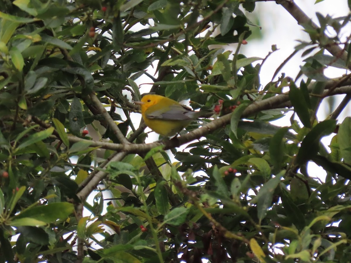 Prothonotary Warbler - ML372808031