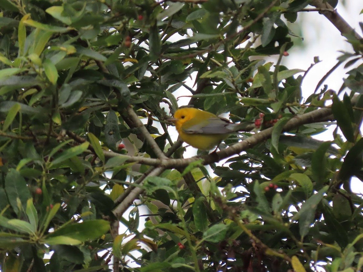 Prothonotary Warbler - ML372808041