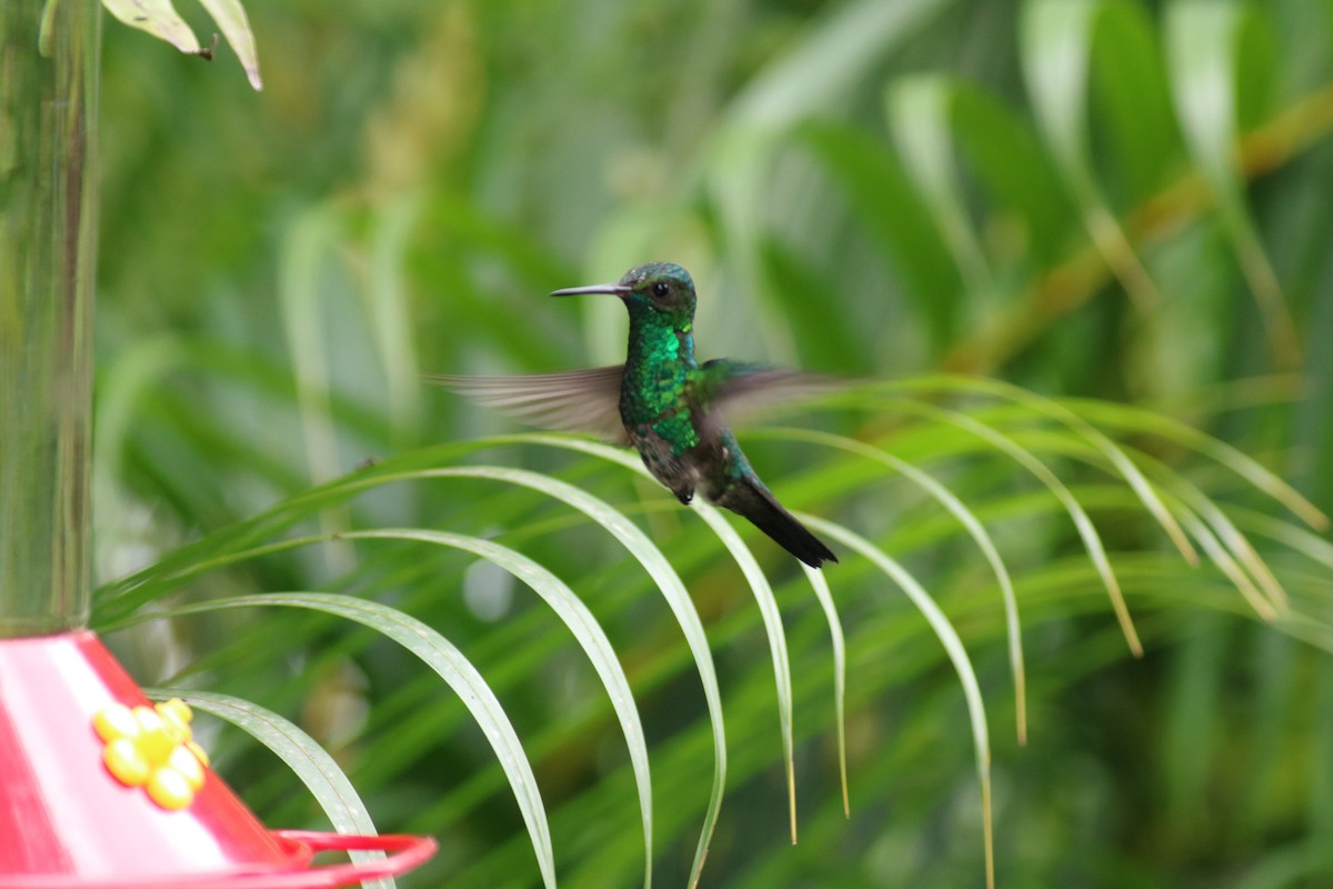 Copper-rumped Hummingbird - Andrew E Steinmann