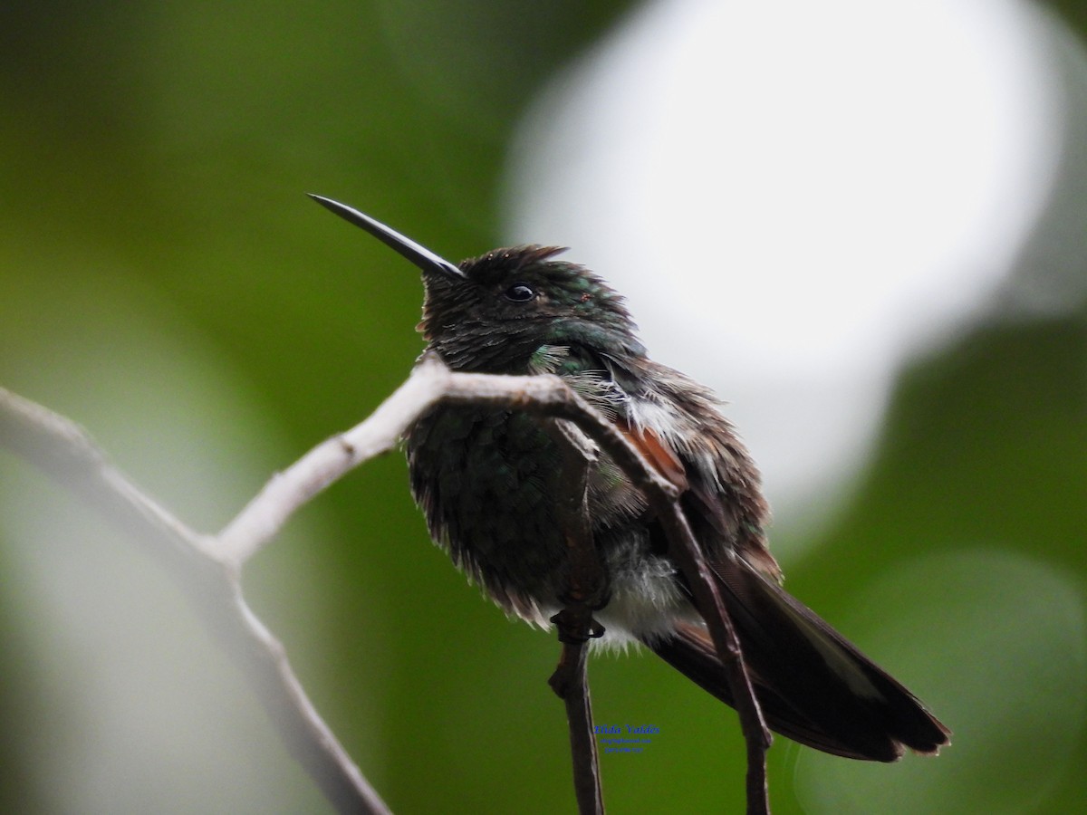 Black-bellied Hummingbird - ML372811781