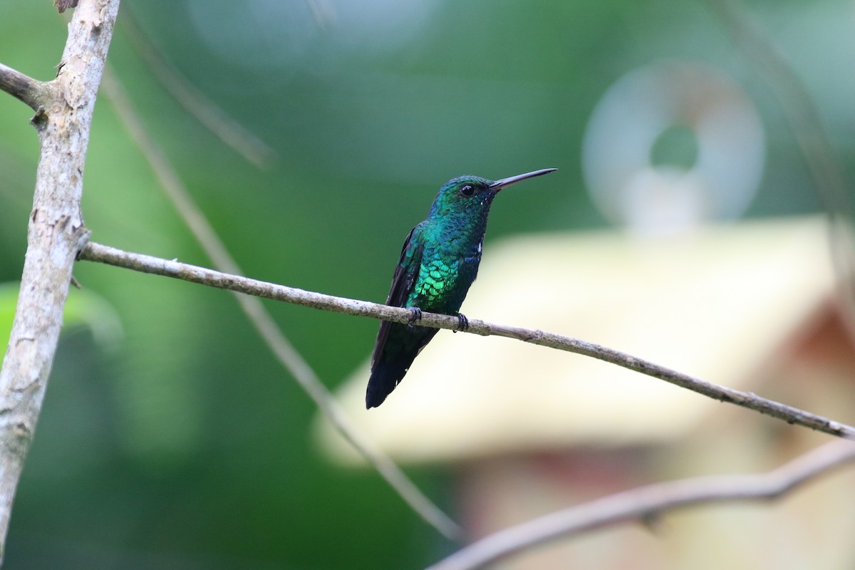 Blue-chinned Sapphire - Andrew E and Rebecca A Steinmann