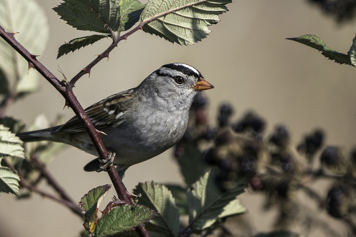 White-crowned Sparrow (Gambel's) - ML372816791