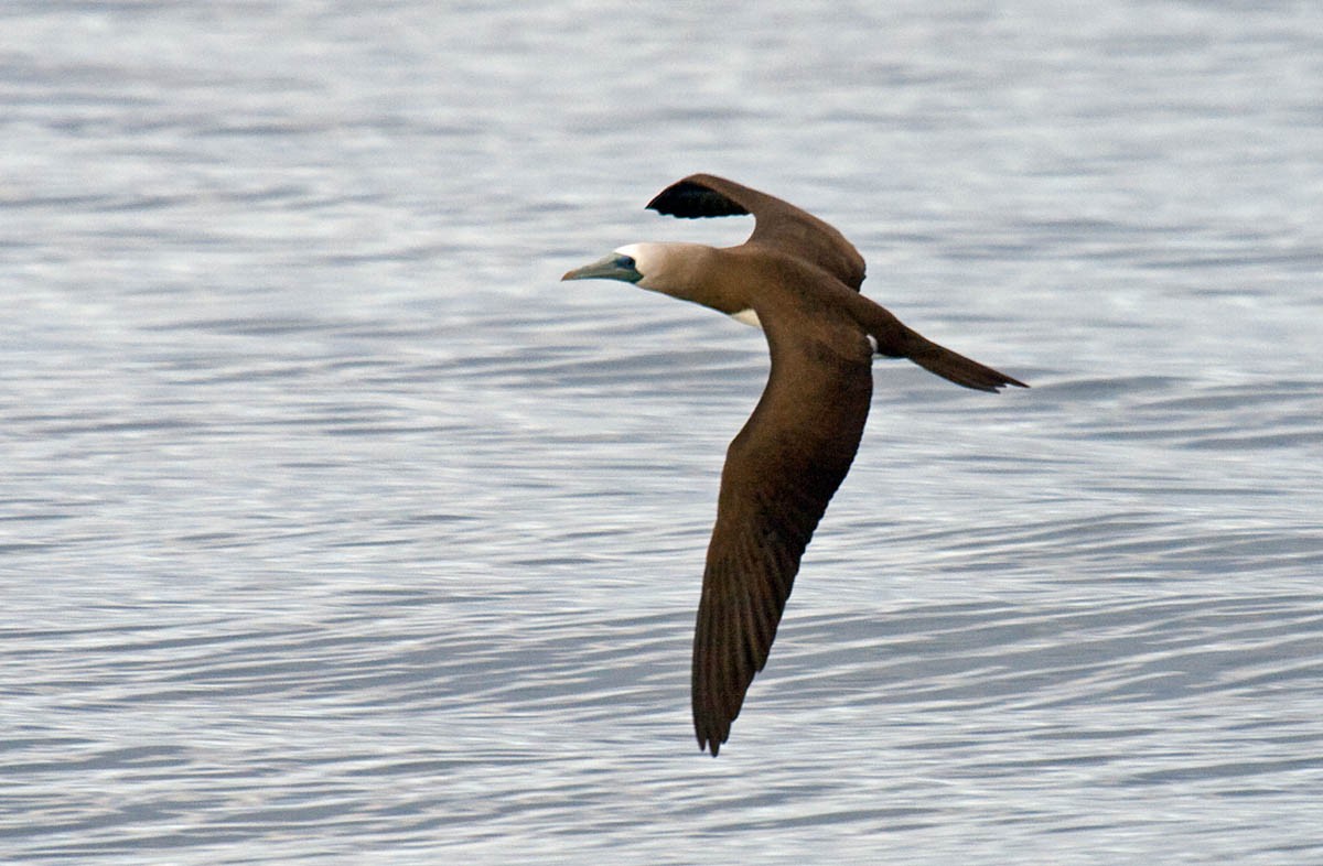 Brown Booby - ML37282121