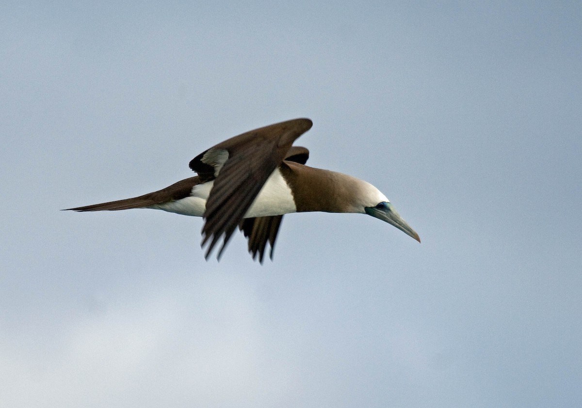 Brown Booby - ML37282151