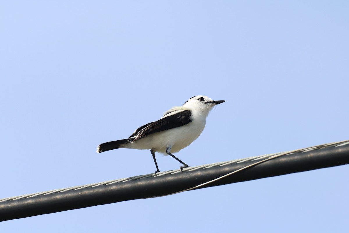 Pied Water-Tyrant - Andrew E and Rebecca A Steinmann