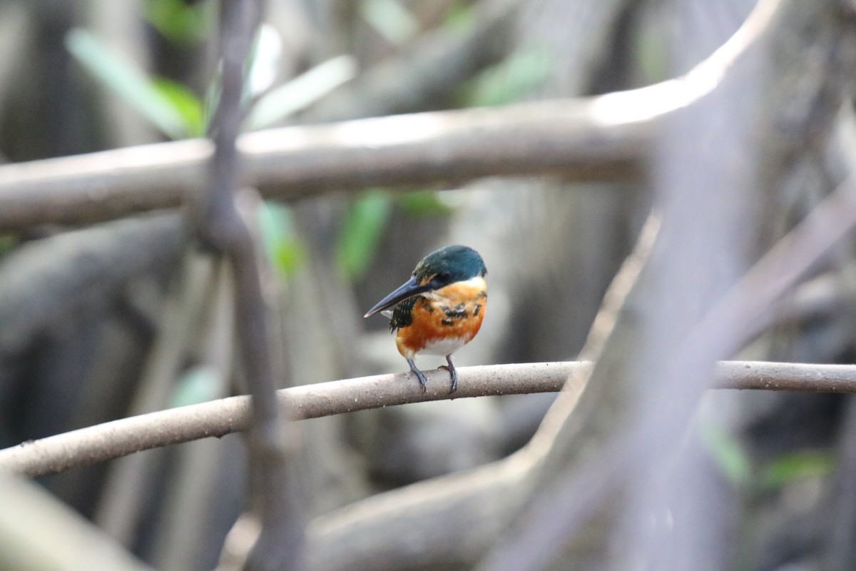 American Pygmy Kingfisher - Andrew E Steinmann