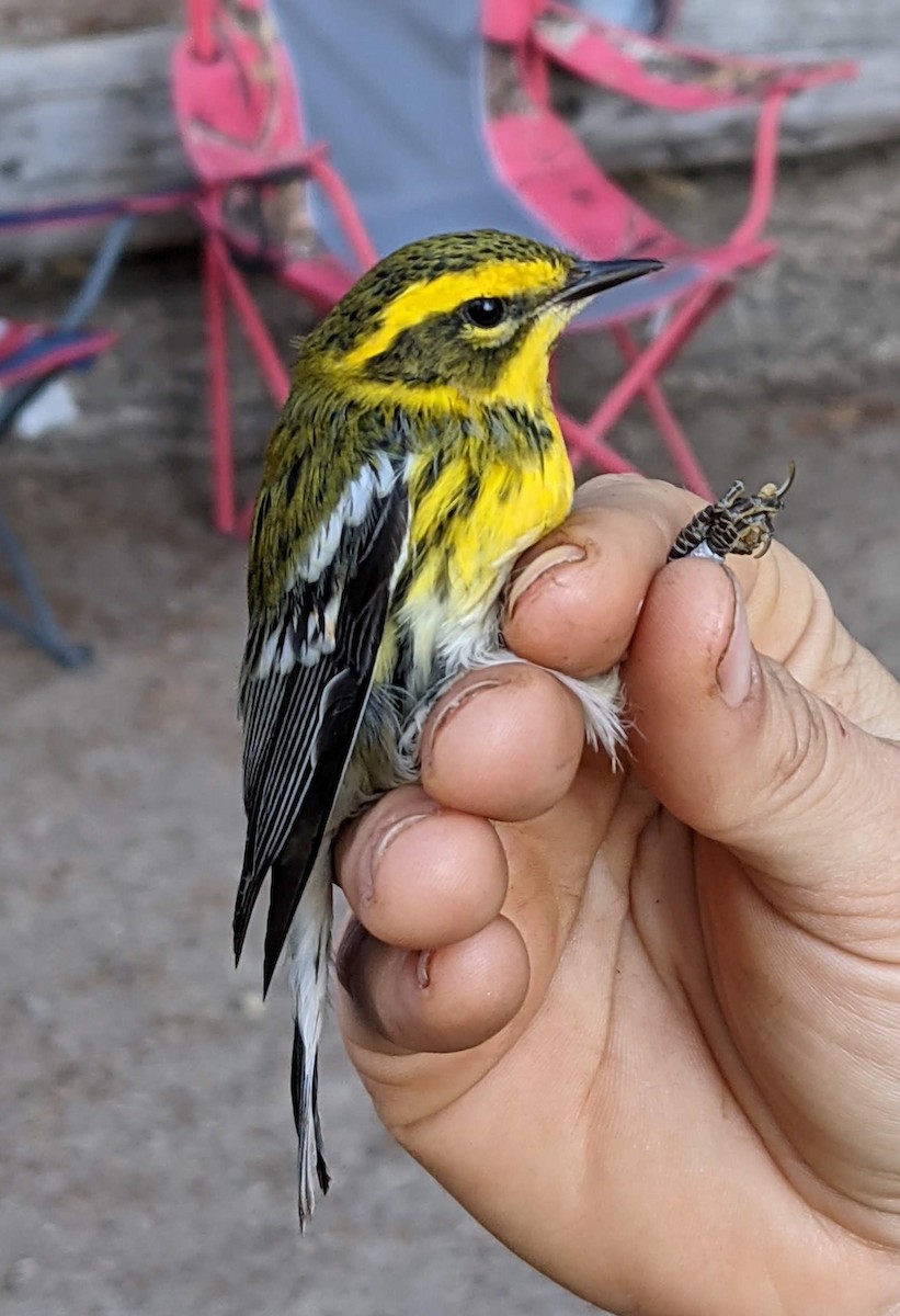Townsend's Warbler - Peter Olsoy