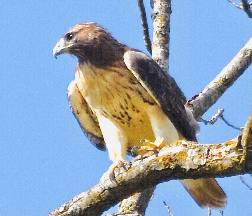 Red-tailed Hawk - ML372829701