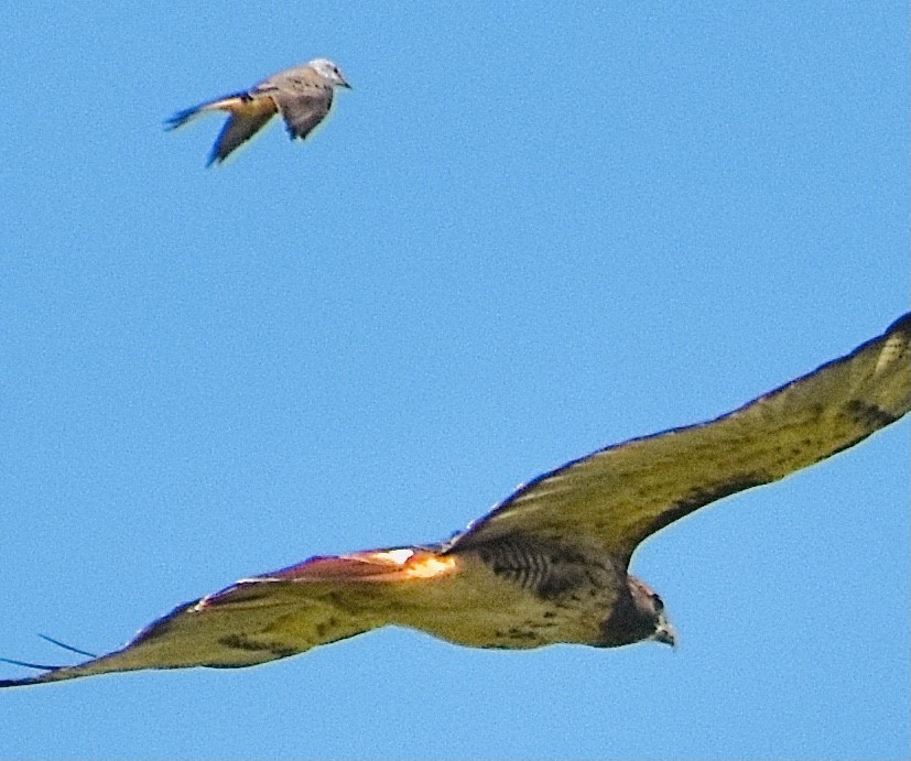 Scissor-tailed Flycatcher - ML372830201