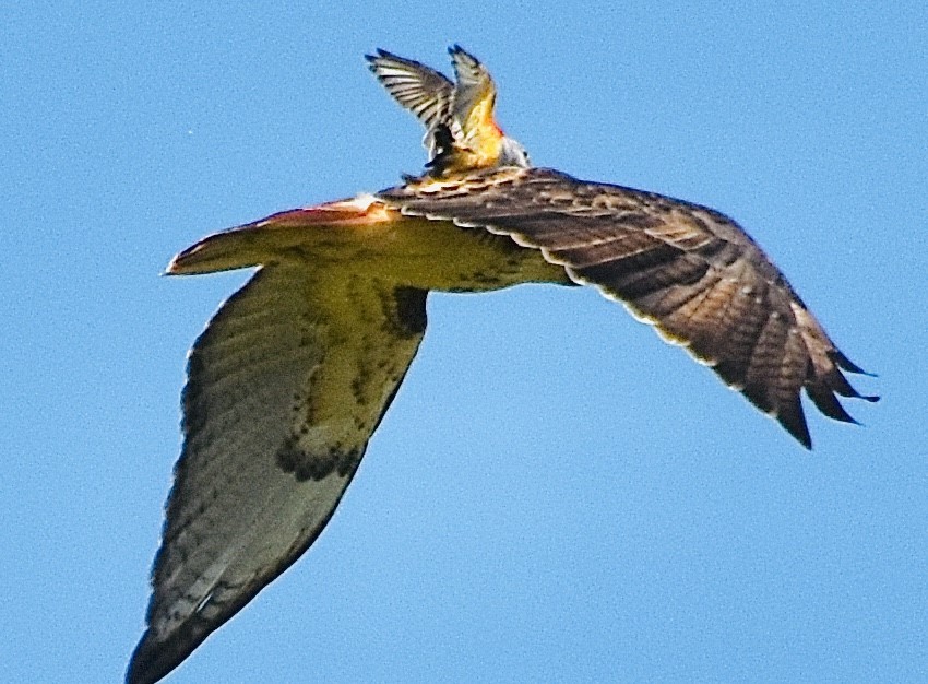 Scissor-tailed Flycatcher - ML372830341