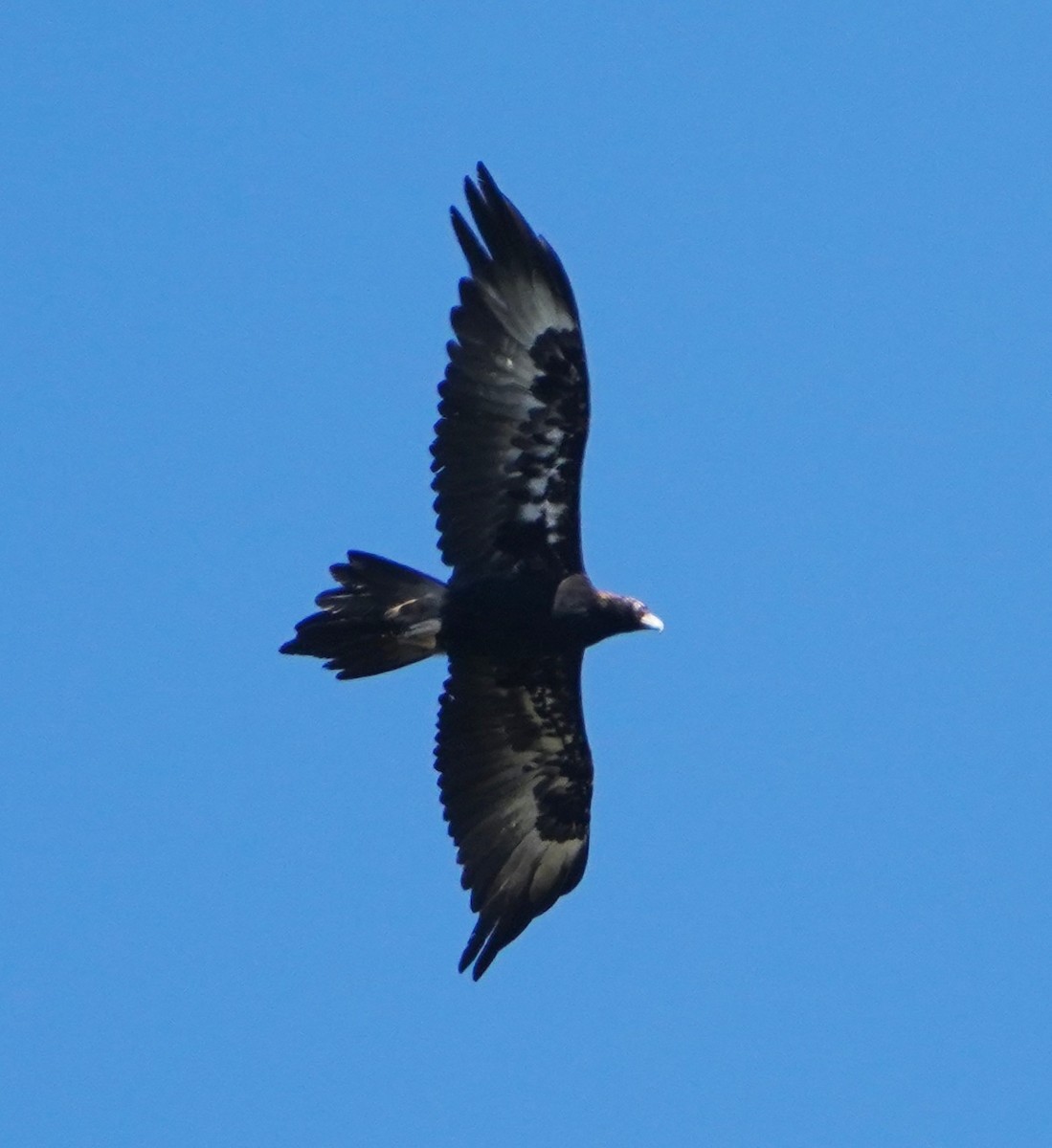 Wedge-tailed Eagle - ML372830471