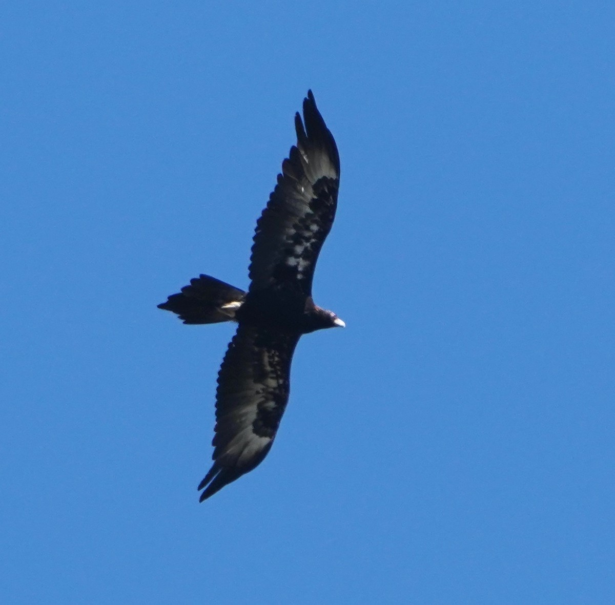 Wedge-tailed Eagle - ML372830501