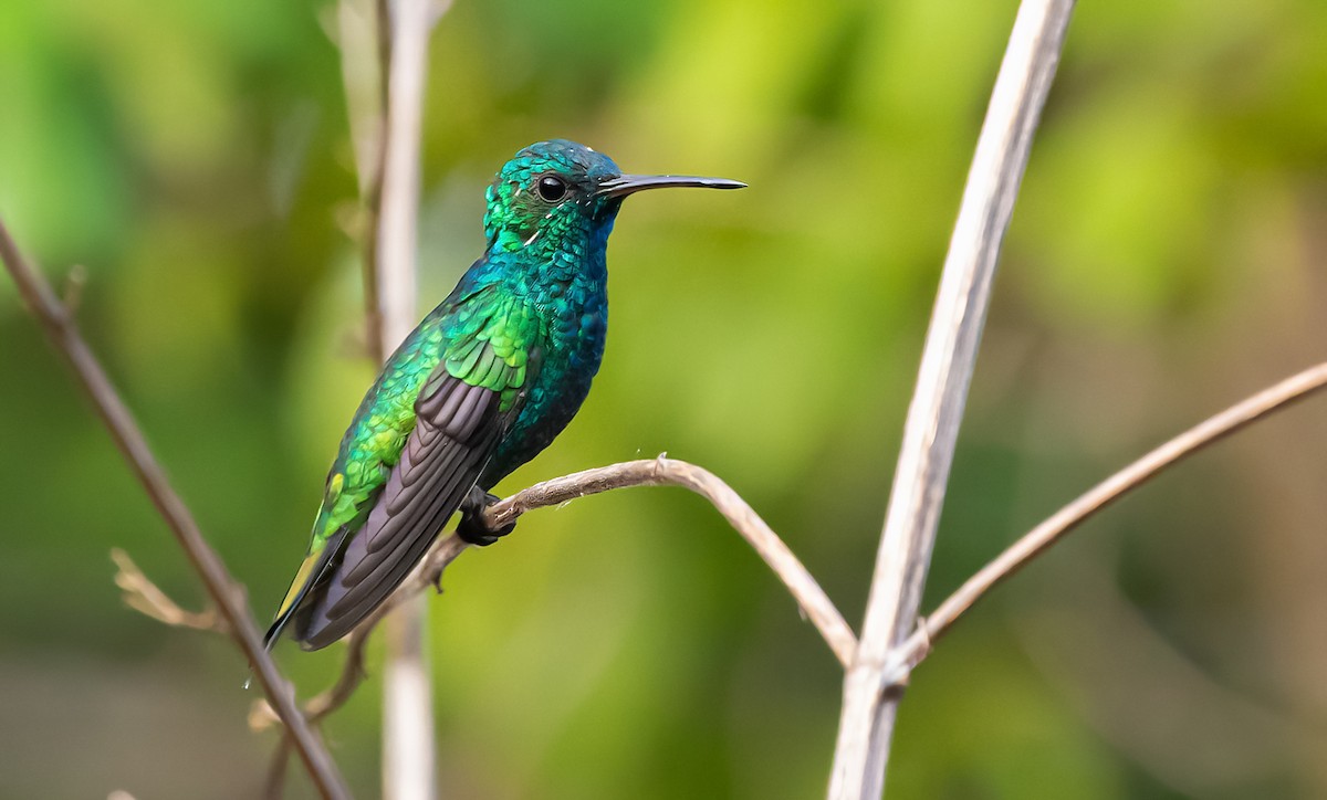 Shining-green Hummingbird - David Monroy Rengifo
