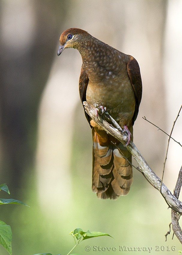 Brown Cuckoo-Dove - Stephen Murray