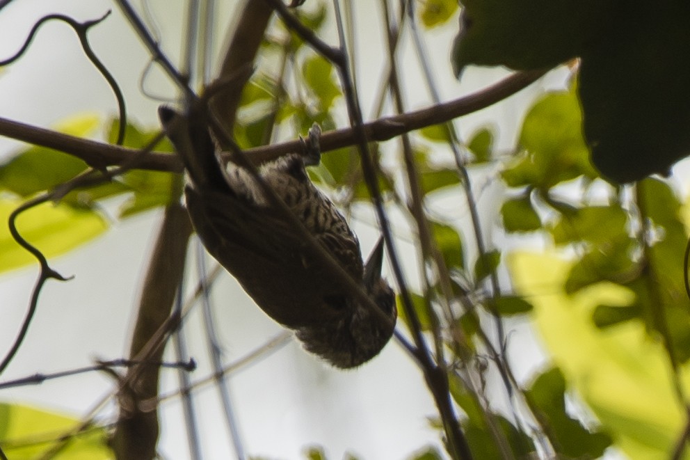 White-wedged Piculet - ML372849201
