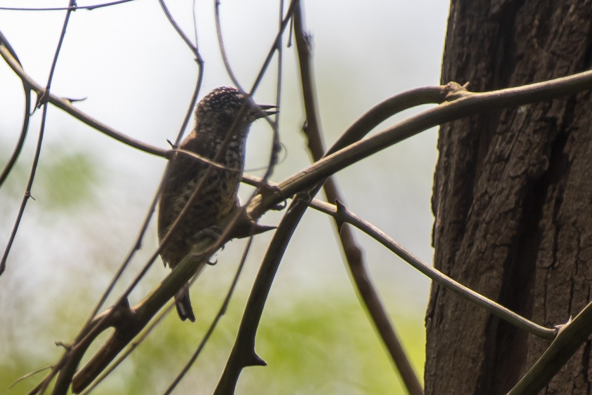 White-wedged Piculet - ML372849221