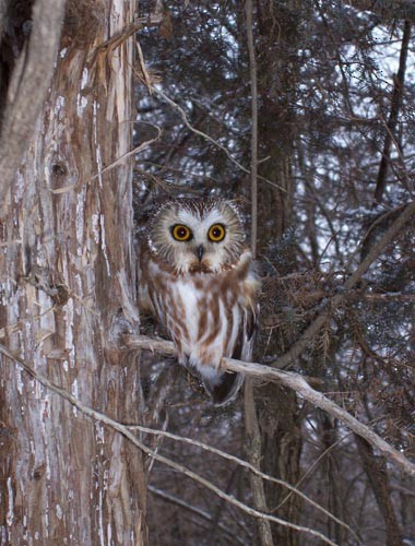 Northern Saw-whet Owl - Aaron  Brees