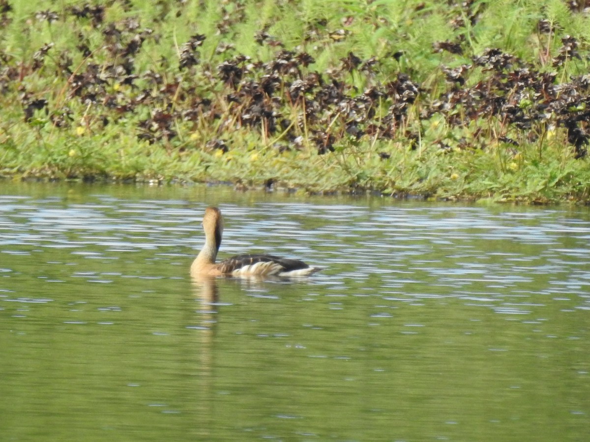 Fulvous Whistling-Duck - Francisca Cabanillas