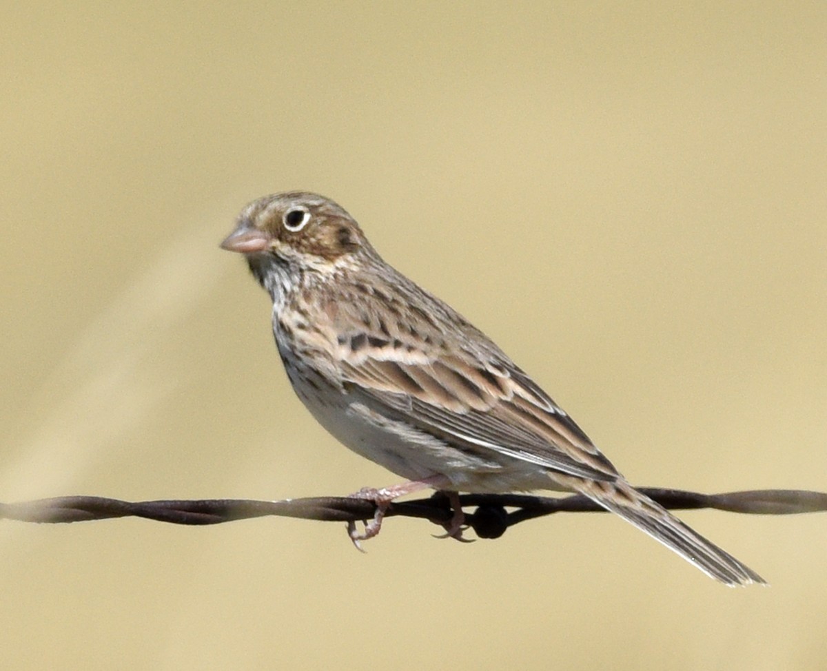 Vesper Sparrow - ML372852001