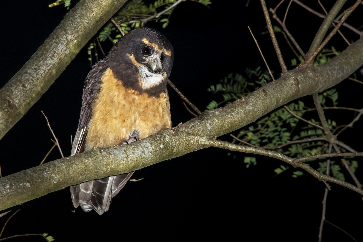 Tawny-browed Owl - ADRIAN GRILLI