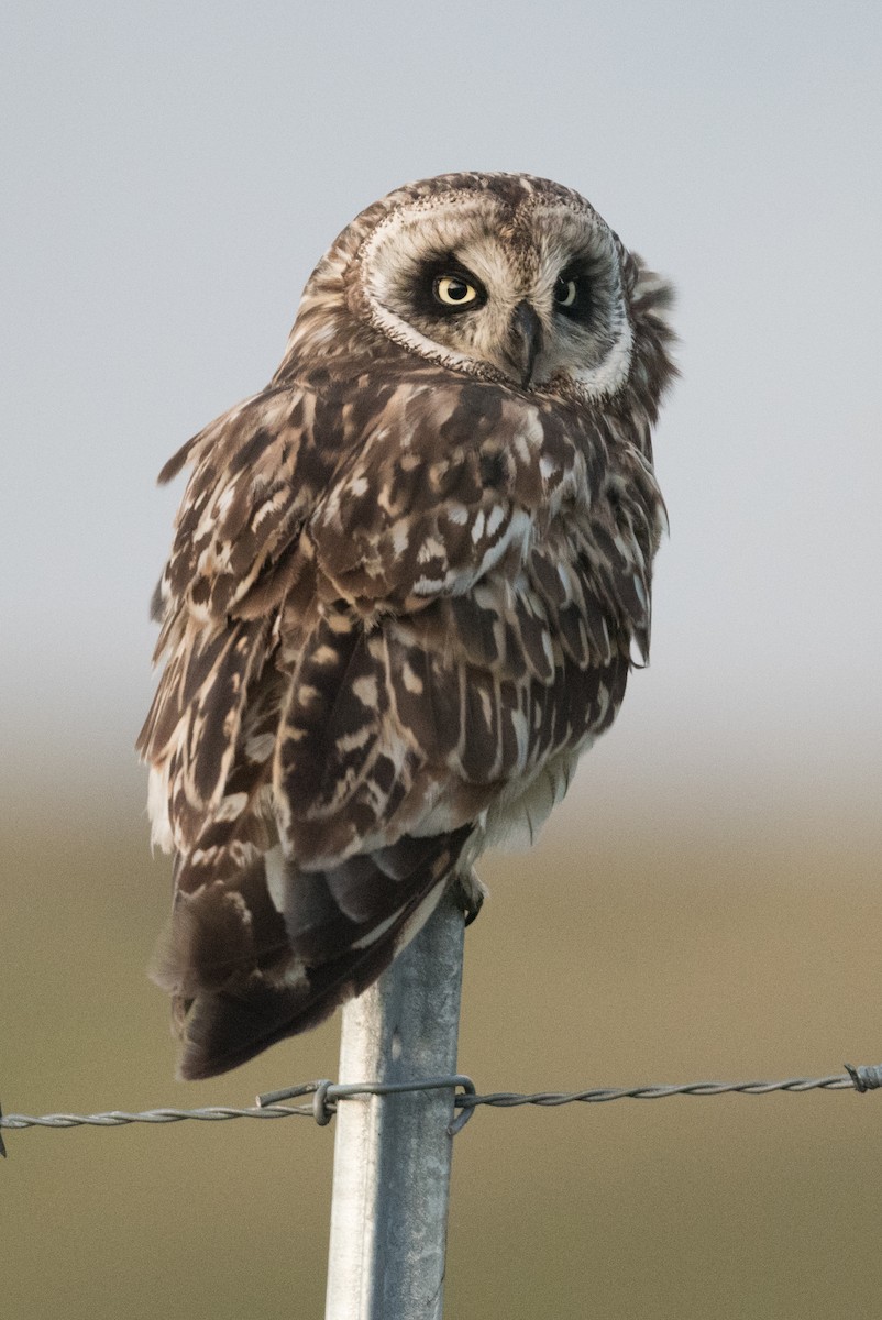 Short-eared Owl (Hawaiian) - ML372858561