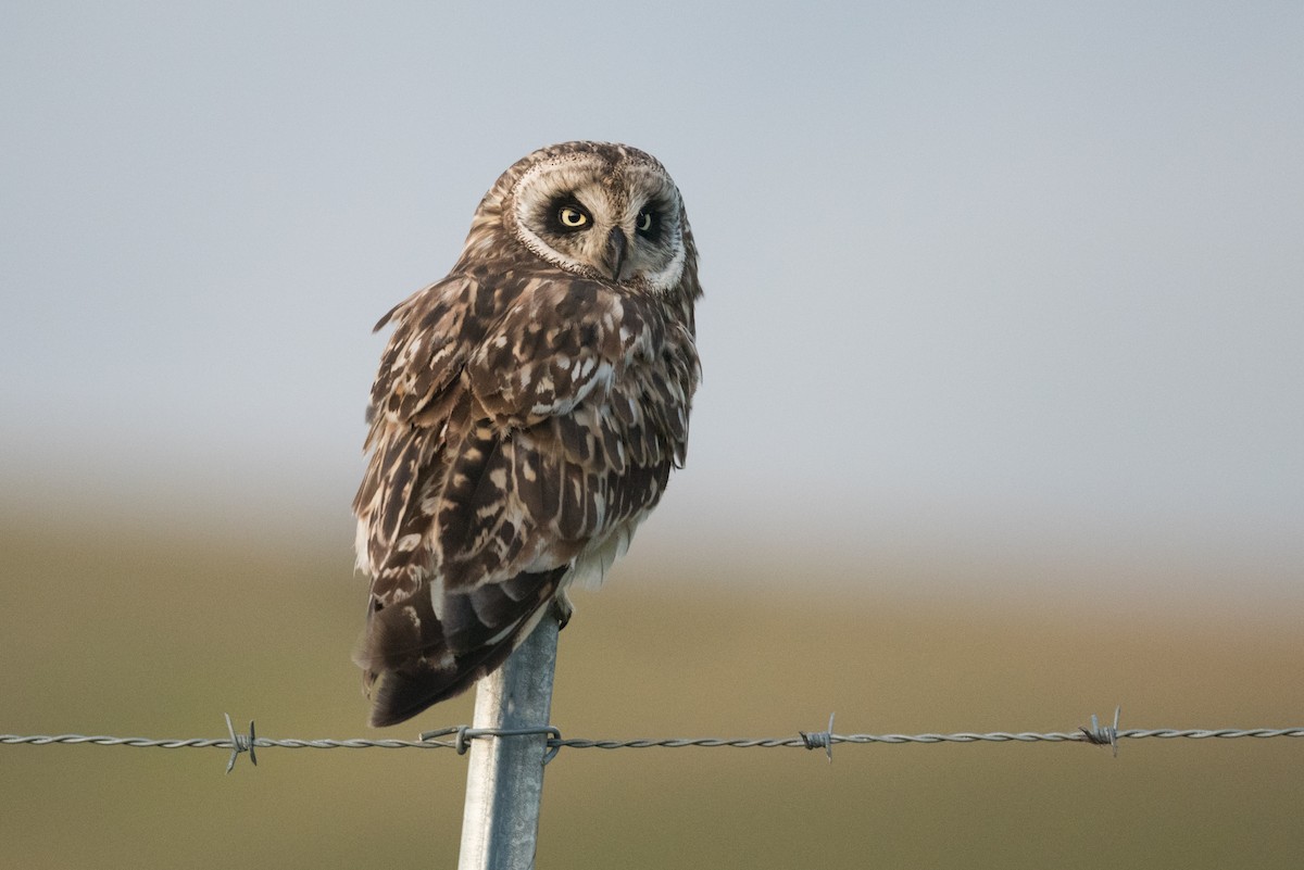Short-eared Owl (Hawaiian) - ML372858571
