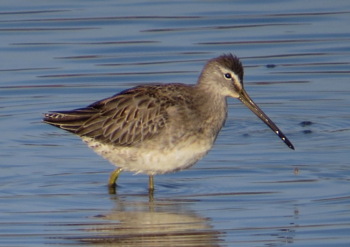 Long-billed Dowitcher - ML37286131