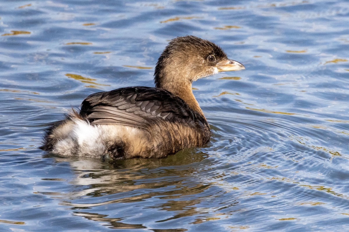 Pied-billed Grebe - Andrew Hart
