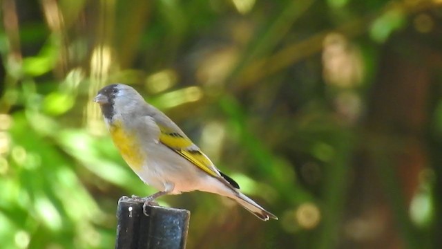 Lawrence's Goldfinch - ML372873391