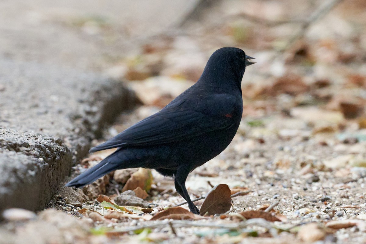 Red-winged Blackbird (California Bicolored) - ML372877891