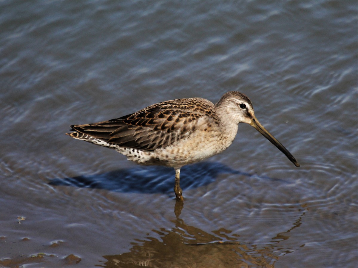 Long-billed Dowitcher - ML372879071