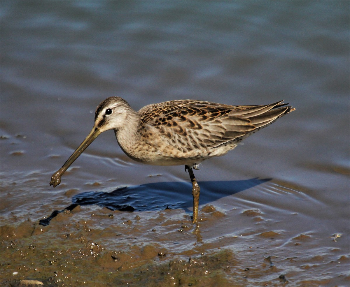 Long-billed Dowitcher - ML372879171