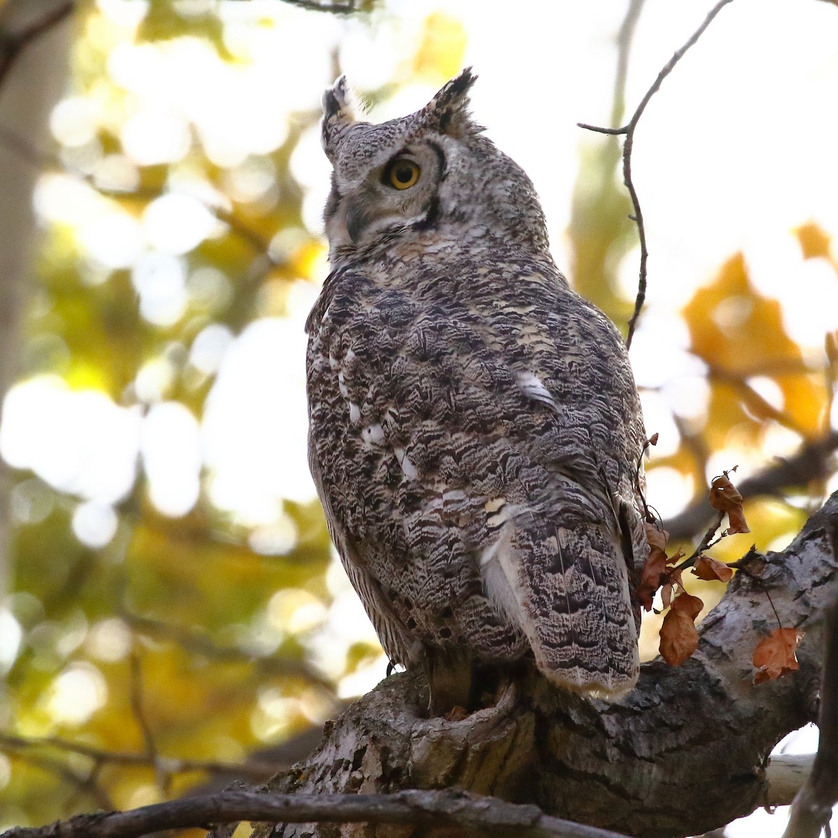Great Horned Owl - ML372883431
