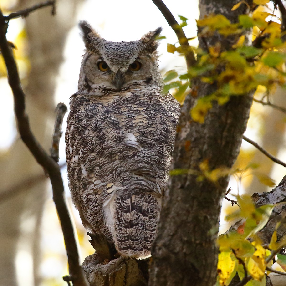 Great Horned Owl - ML372883481