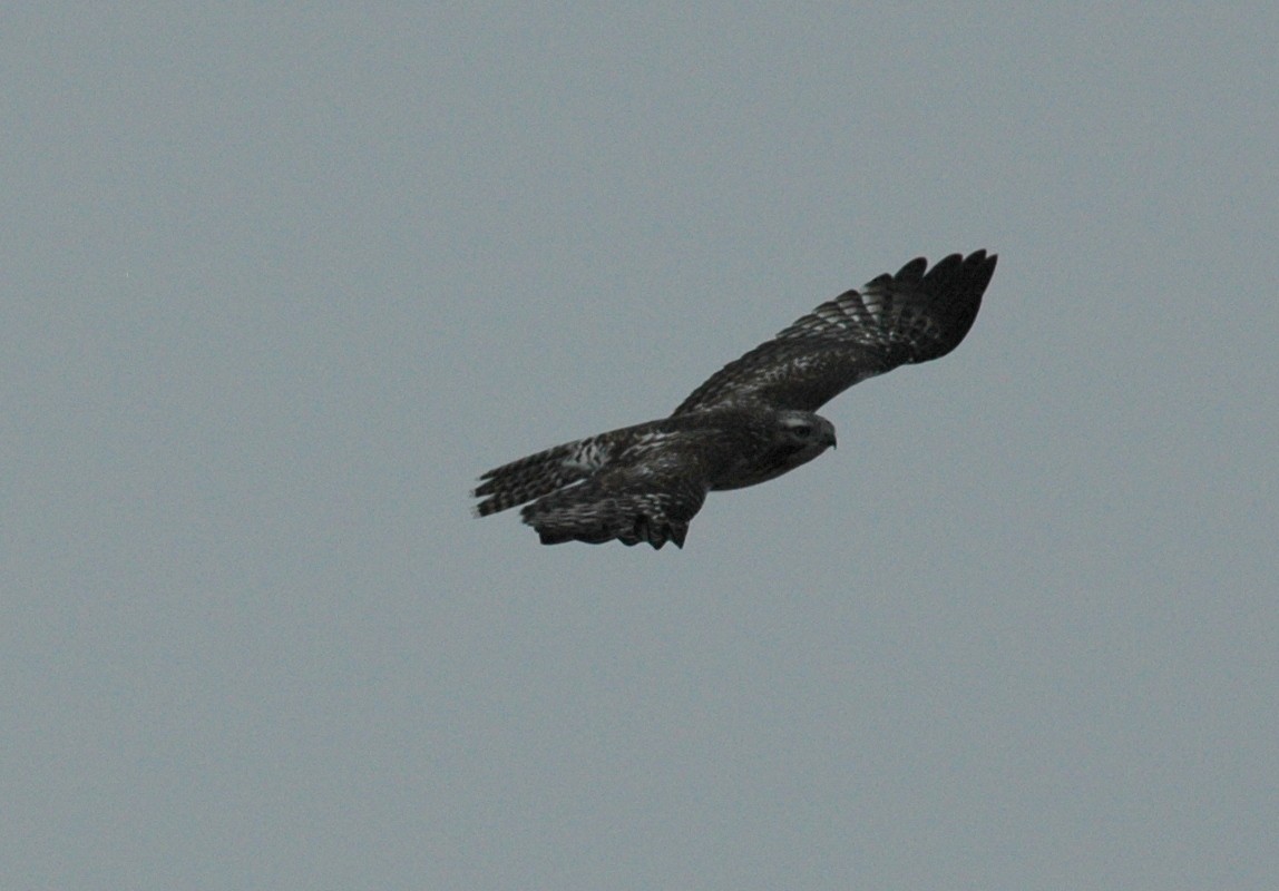Red-tailed Hawk - Douglas Tate