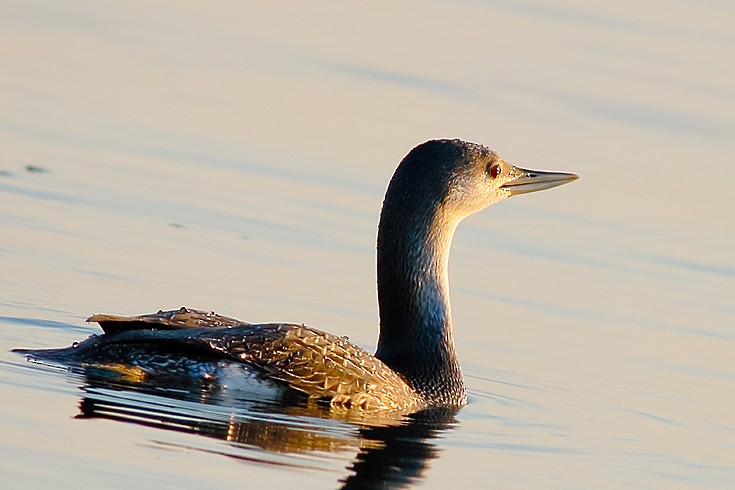Red-throated Loon - ML372885491