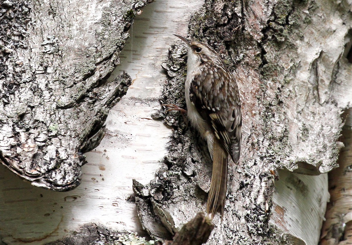 Wisconsin eBird Checklist - 25 Sep 2021 - Bourgo Home - 47 species (+2 ...