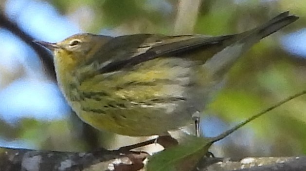 Cape May Warbler - ML372890651