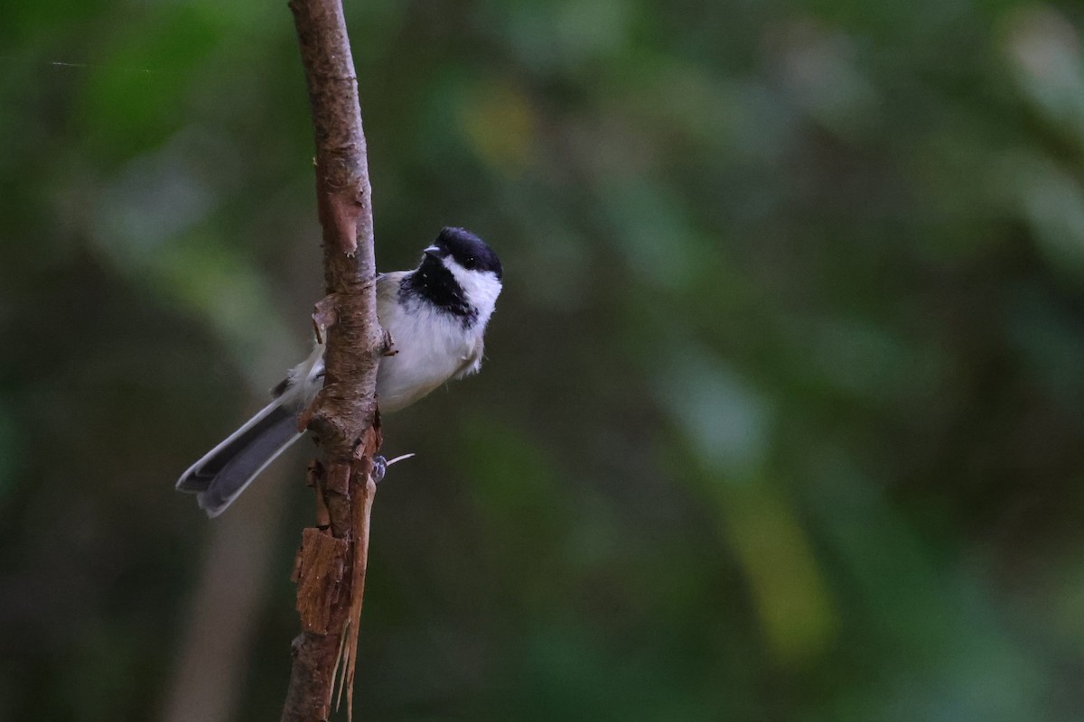 Black-capped Chickadee - Chris Kennelly